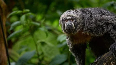 Saki monkey on tree branch with copy space and green forest background, banne Stock Photos