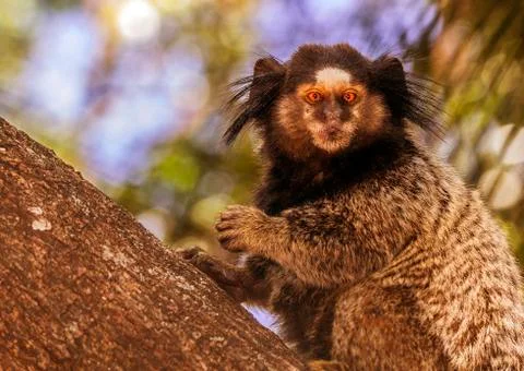 Saki monkey in a tree Stock Photos