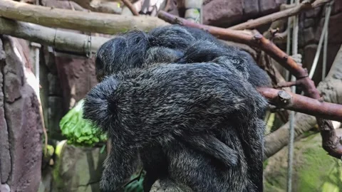 Sako monkey with a baby Stock Footage 275558401