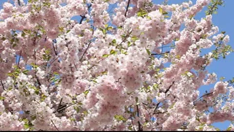 Sakura against the blue sky Video stock 10600203