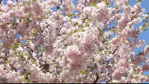 Sakura against the blue sky Видео 10600207