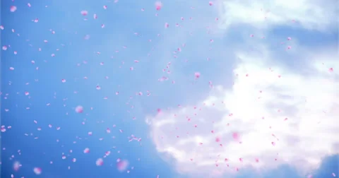 Sakura against a cloudy background Stock Footage 48775671