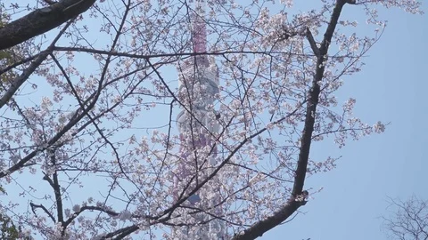 Sakura and Bird Video stock 76570064