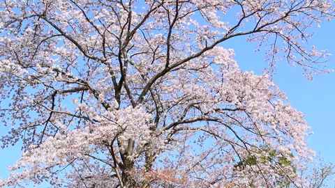 Sakura and Blue Sky 스톡 동영상 327559472