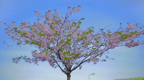 Sakura and clear blue sky. 動画素材 49457907