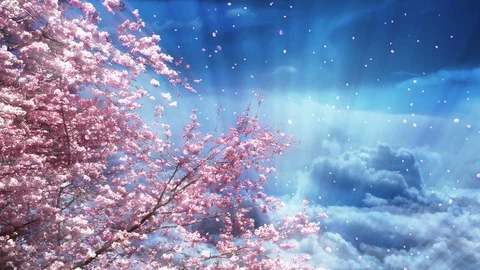 Sakura And Fantasy Sky Vidéo 102426897