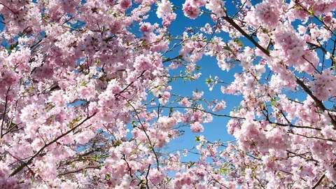 Sakura And Fantasy Sky Stock Footage 102913771