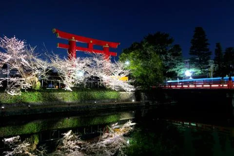 Sakura and torii at night Stock Photos