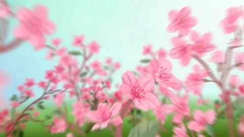 Sakura background 2 Stock Footage 141255456