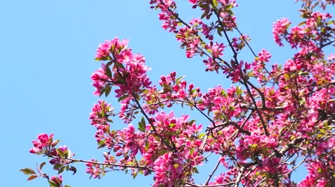 Sakura on the background of blue sky Stock Footage 49546708