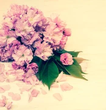 Sakura  background Stock Photos