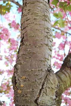 Sakura bark texture 스톡 사진