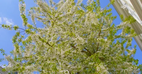 Sakura - A beautiful blooming cherry tree Stock-Footage 126171605
