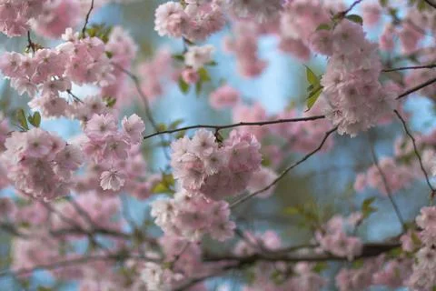 Sakura - beautiful spring time	  Foto stock