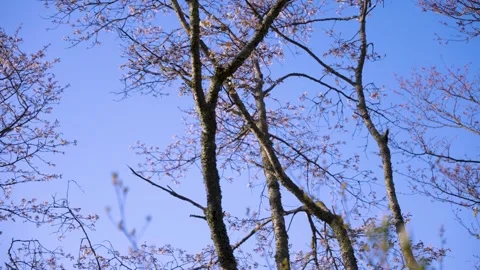 Sakura Begin to Bloom in Japan, Cherry Trees in Spring with Blue Sky Stock Footage 340779993