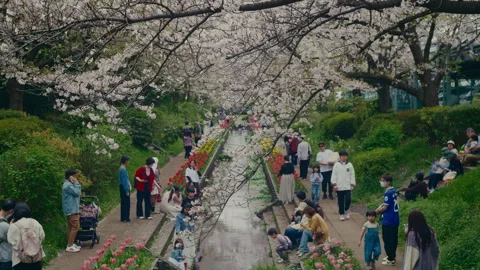 Sakura Bloom Along River in Japan with Cherry Blossom Trees Stock Footage 341999954