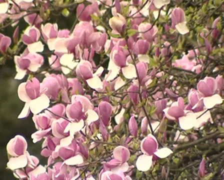 Sakura bloom Stock Footage 8686781