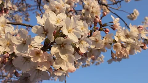Sakura in bloom Stock Footage 47939028