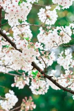 Sakura bloom Stock Photos