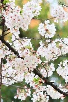 Sakura bloom Stock Photos