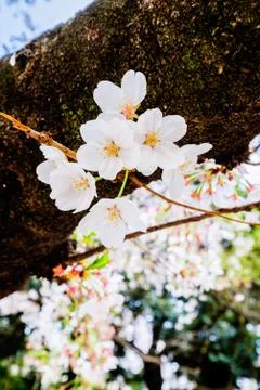 Sakura bloom Stock Photos