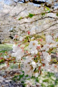 Sakura bloom Stock Photos