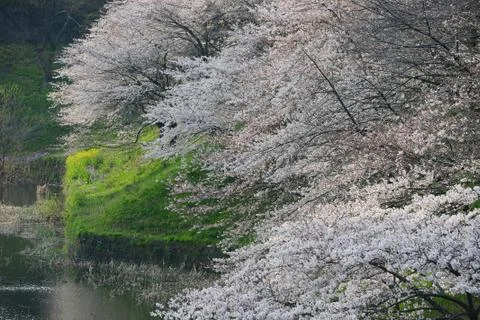 Sakura bloom Stock Photos