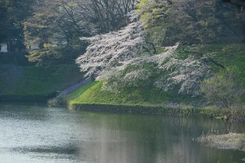 Sakura bloom Stock Photos
