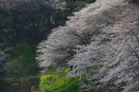 Sakura bloom Stock Photos