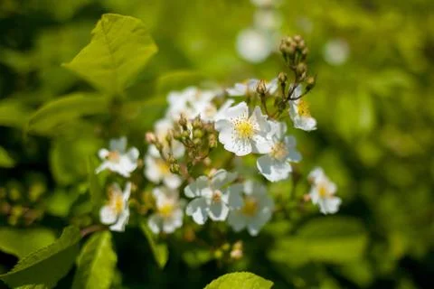 Sakura bloom Stock Photos