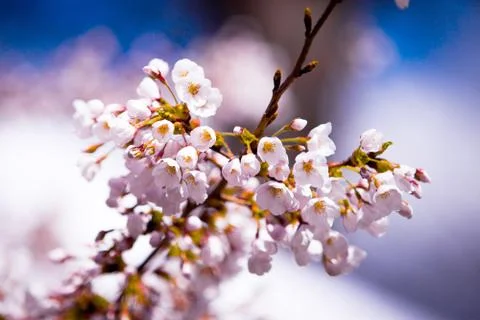 Sakura bloom Stock Photos