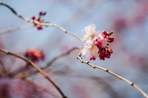 Sakura bloom Stock Photos