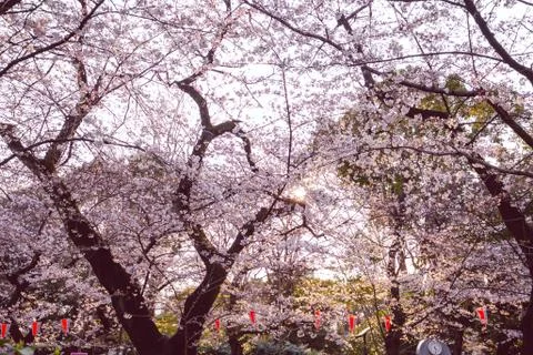 SAKURA BLOOM Stock Photos