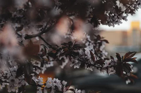 Sakura Bloom Stock Photos