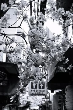 Sakura Bloom 库存照片