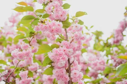 Sakura bloom tree. Cherry Blossoms Trees. Spring flowers pattern. Stock Photos
