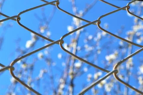 Sakura blooming on a blue background Stock Photos