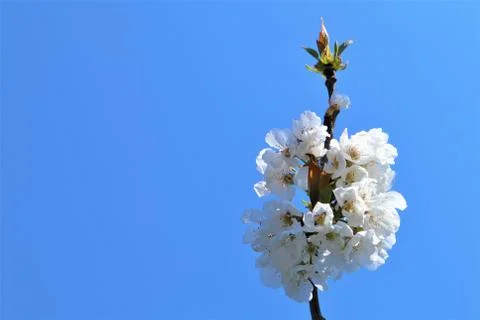 Sakura blooming on a blue background Stock Photos