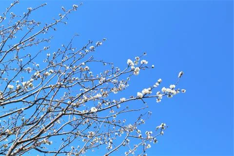 Sakura blooming on a blue background Spring, 스톡 사진