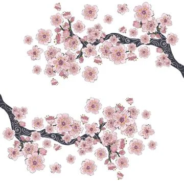 Sakura blooming branch Stock Illustration
