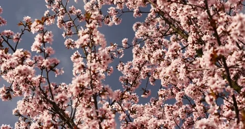 Sakura -- Blooming cherry trees on early spring Stock Footage 89447354