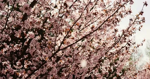 Sakura -- Blooming cherry trees on early spring 動画素材 89448112
