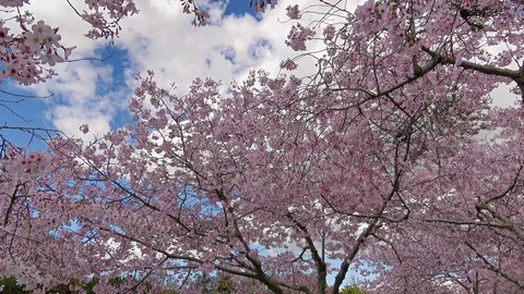 Sakura blooming Stock Footage 113937387