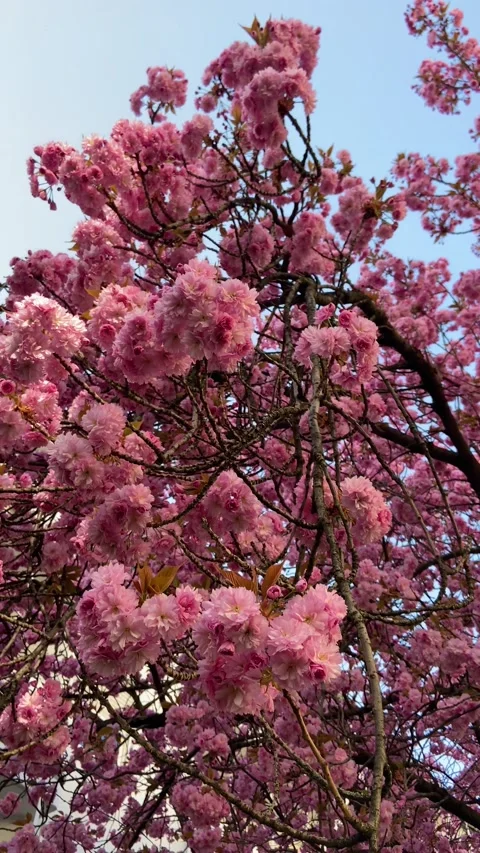Sakura blooming Stock Footage 181513021