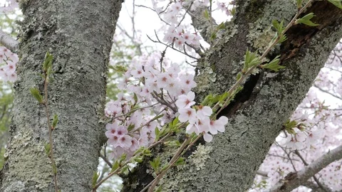 Sakura blooming in Kyoto Stock Footage 104398077