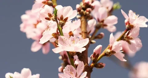 Sakura -- Blooming pink cherry trees on early spring Stock Footage 89448324