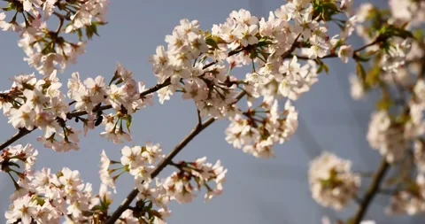 Sakura -- Blooming pink cherry trees on early spring Stock Footage 89448840
