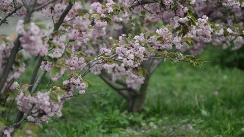 Sakura is blooming. Sakura branches. 動画素材 108418374