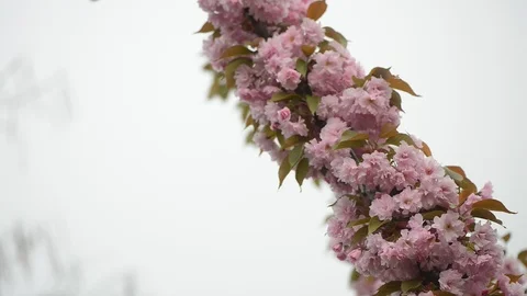 Sakura is blooming. Sakura branches. 動画素材 108418386