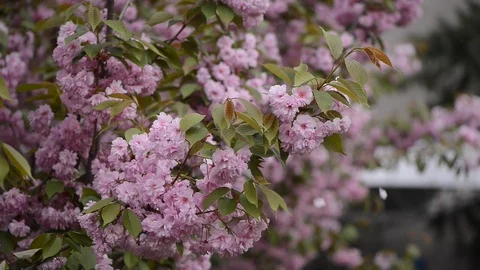 Sakura is blooming. Sakura branches. 動画素材 108418389